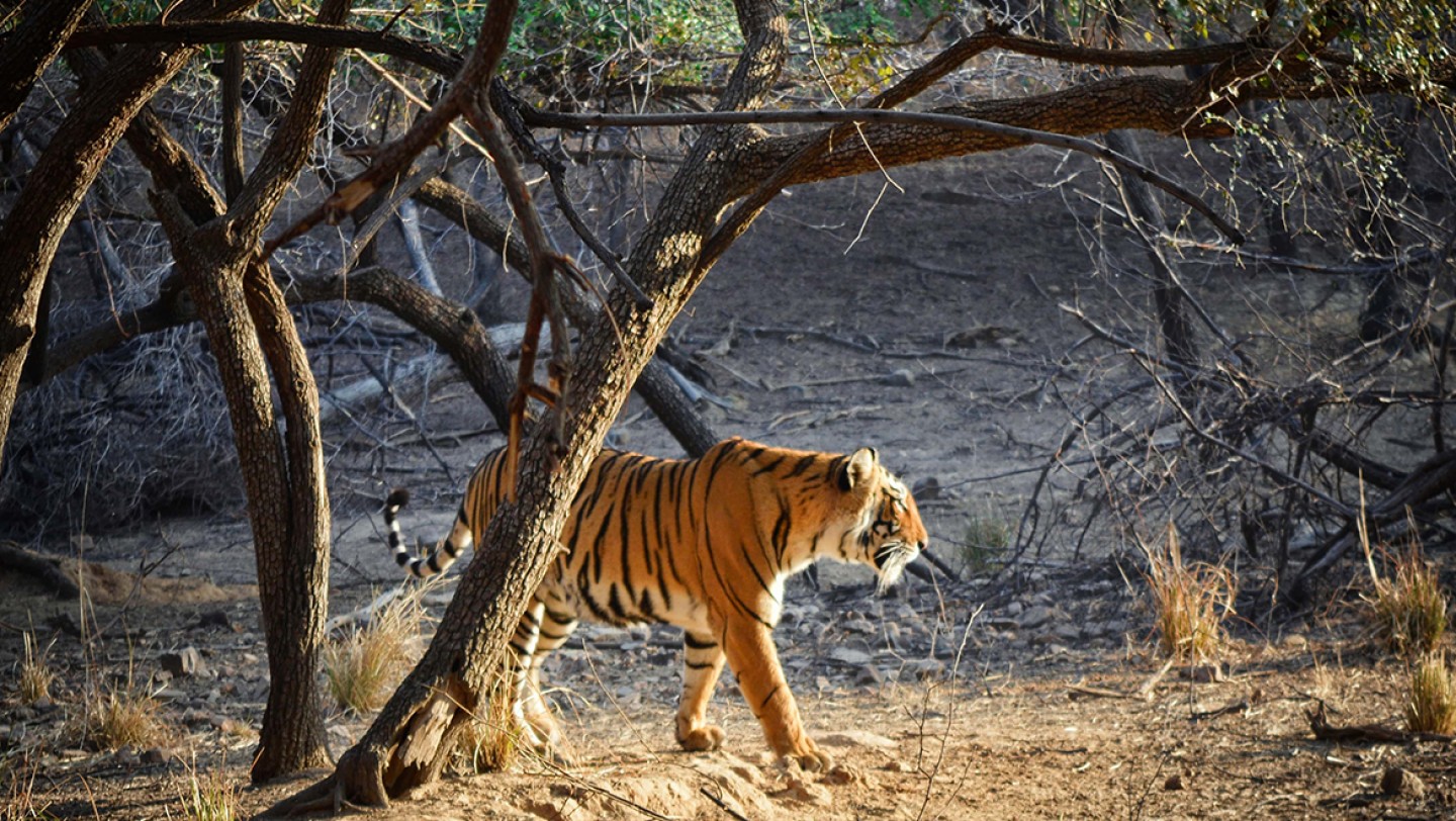 Ranthambore Weekend Tour