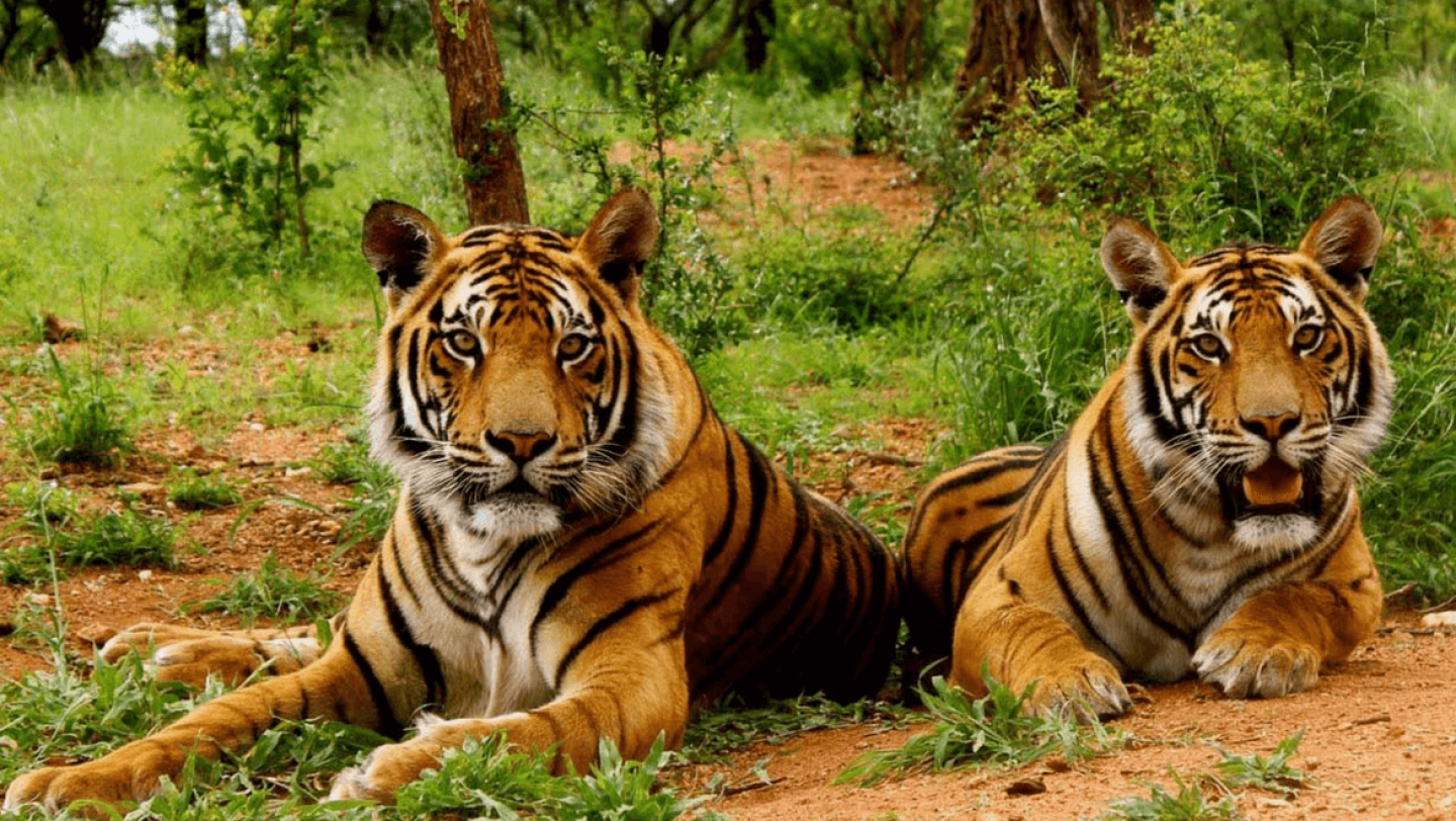 Corbett Wildlife Safari